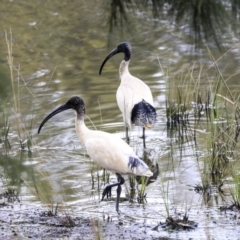 Threskiornis molucca at Monash, ACT - 14 Oct 2019 01:59 PM