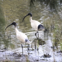 Threskiornis molucca at Monash, ACT - 14 Oct 2019 01:59 PM