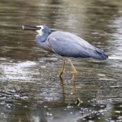 Egretta novaehollandiae (White-faced Heron) at Tuggeranong Creek to Monash Grassland - 14 Oct 2019 by AlisonMilton