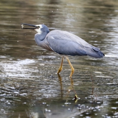 Egretta novaehollandiae (White-faced Heron) at Monash, ACT - 14 Oct 2019 by AlisonMilton