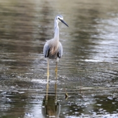 Egretta novaehollandiae at Monash, ACT - 14 Oct 2019 01:23 PM