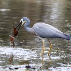 Egretta novaehollandiae at Monash, ACT - 14 Oct 2019 01:23 PM