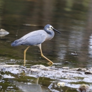 Egretta novaehollandiae at Monash, ACT - 14 Oct 2019 01:23 PM