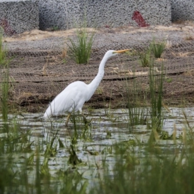 Ardea alba (Great Egret) at Tuggeranong Creek to Monash Grassland - 14 Oct 2019 by AlisonMilton