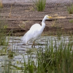 Ardea alba at Monash, ACT - 14 Oct 2019