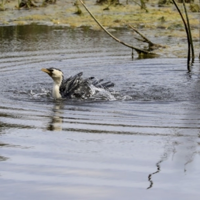 Microcarbo melanoleucos (Little Pied Cormorant) at Tuggeranong Creek to Monash Grassland - 14 Oct 2019 by AlisonMilton