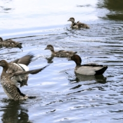 Chenonetta jubata (Australian Wood Duck) at Monash, ACT - 14 Oct 2019 by AlisonMilton