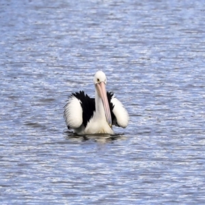 Pelecanus conspicillatus at Greenway, ACT - 14 Oct 2019 02:47 PM