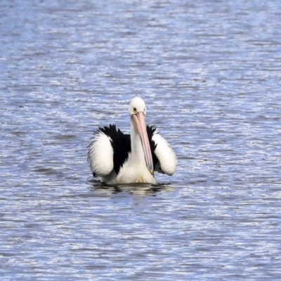 Pelecanus conspicillatus (Australian Pelican) at Greenway, ACT - 14 Oct 2019 by AlisonMilton