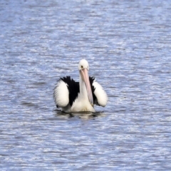 Pelecanus conspicillatus (Australian Pelican) at Lake Tuggeranong - 14 Oct 2019 by Alison Milton