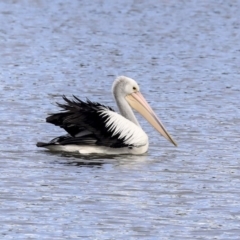 Pelecanus conspicillatus at Greenway, ACT - 14 Oct 2019