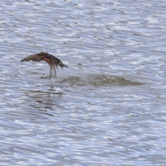 Hirundo neoxena (Welcome Swallow) at Greenway, ACT - 14 Oct 2019 by Alison Milton