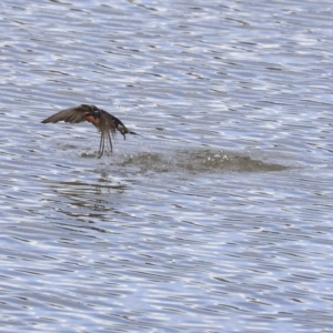 Hirundo neoxena at Greenway, ACT - 14 Oct 2019