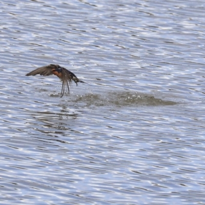 Hirundo neoxena (Welcome Swallow) at Greenway, ACT - 14 Oct 2019 by AlisonMilton