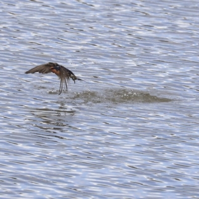 Hirundo neoxena (Welcome Swallow) at Lake Tuggeranong - 14 Oct 2019 by Alison Milton