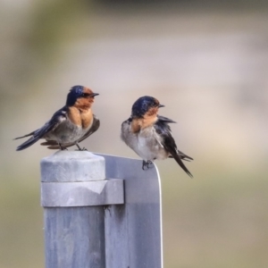 Hirundo neoxena at Greenway, ACT - 14 Oct 2019