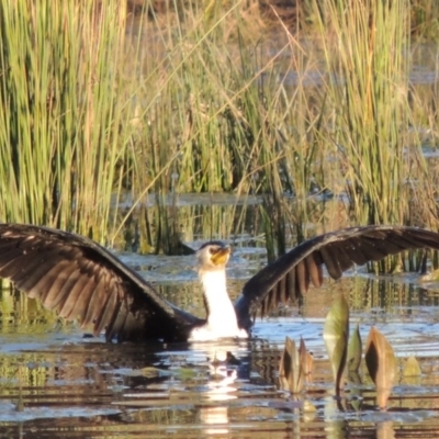 Microcarbo melanoleucos (Little Pied Cormorant) at Tuggeranong Creek to Monash Grassland - 2 Oct 2019 by michaelb