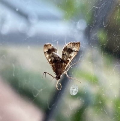 Nacoleia rhoeoalis (A Crambid moth (Spilomelinae) at Wanniassa, ACT - 22 Oct 2019 by jks