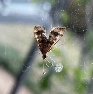 Nacoleia rhoeoalis at Wanniassa, ACT - 22 Oct 2019