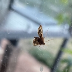 Nacoleia rhoeoalis at Wanniassa, ACT - 22 Oct 2019