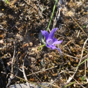 Wahlenbergia sp. at Lower Boro, NSW - 21 Oct 2019 12:00 AM