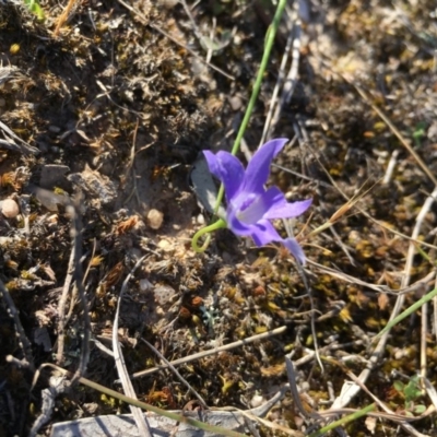 Wahlenbergia sp. (Bluebell) at Lower Boro, NSW - 21 Oct 2019 by mcleana