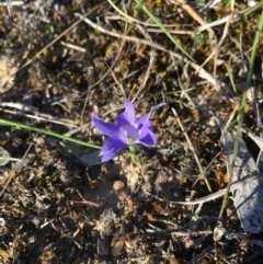 Wahlenbergia sp. at Lower Boro, NSW - 21 Oct 2019 12:00 AM