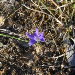 Wahlenbergia sp. at Lower Boro, NSW - 21 Oct 2019