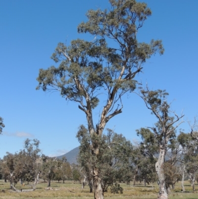 Eucalyptus melliodora (Yellow Box) at Lanyon - northern section A.C.T. - 9 Oct 2019 by michaelb