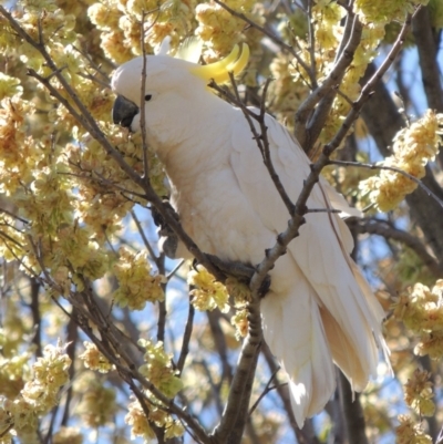 Cacatua galerita (Sulphur-crested Cockatoo) at Point Hut to Tharwa - 9 Oct 2019 by michaelb