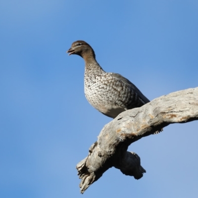 Chenonetta jubata (Australian Wood Duck) at Ainslie, ACT - 8 Sep 2019 by jb2602