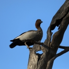 Chenonetta jubata at Ainslie, ACT - 8 Sep 2019 07:26 AM