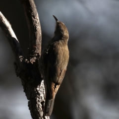 Cormobates leucophaea (White-throated Treecreeper) at Mount Ainslie - 7 Sep 2019 by jbromilow50