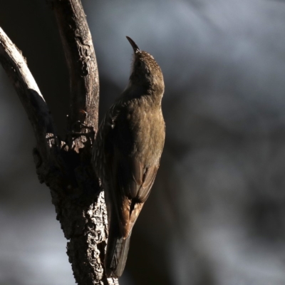 Cormobates leucophaea (White-throated Treecreeper) at Mount Ainslie - 7 Sep 2019 by jb2602