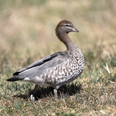 Chenonetta jubata (Australian Wood Duck) at Majura, ACT - 11 Sep 2019 by jb2602