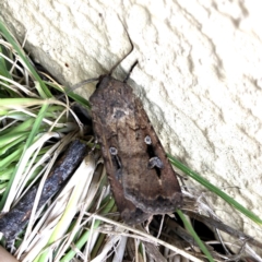 Agrotis infusa (Bogong Moth, Common Cutworm) at Googong, NSW - 22 Oct 2019 by Wandiyali