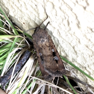 Agrotis infusa at Googong, NSW - 22 Oct 2019 08:52 AM