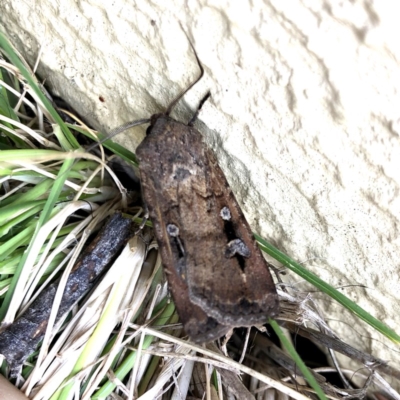 Agrotis infusa (Bogong Moth, Common Cutworm) at Googong, NSW - 22 Oct 2019 by Wandiyali