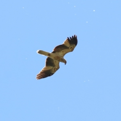 Haliastur sphenurus (Whistling Kite) at Fyshwick, ACT - 21 Oct 2019 by RodDeb