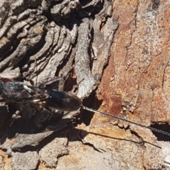 Megalyra sp. (genus) (Long-tailed wasp) at Mulligans Flat - 21 Oct 2019 by Harrisi