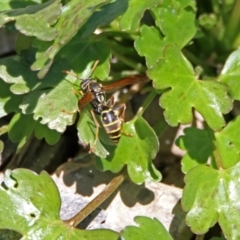 Polistes (Polistes) chinensis (Asian paper wasp) at Jerrabomberra Wetlands - 21 Oct 2019 by RodDeb