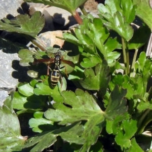 Polistes (Polistes) chinensis at Fyshwick, ACT - 21 Oct 2019