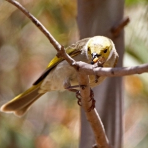 Ptilotula penicillata at Fyshwick, ACT - 21 Oct 2019