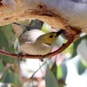 Ptilotula penicillata at Fyshwick, ACT - 21 Oct 2019