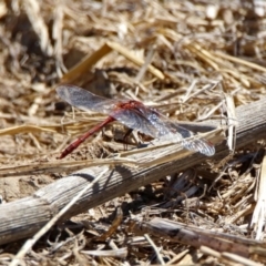 Diplacodes bipunctata (Wandering Percher) at Jerrabomberra Wetlands - 21 Oct 2019 by RodDeb