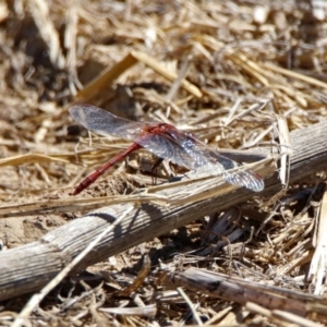 Diplacodes bipunctata at Fyshwick, ACT - 21 Oct 2019 02:06 PM