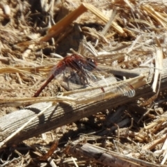 Diplacodes bipunctata at Fyshwick, ACT - 21 Oct 2019