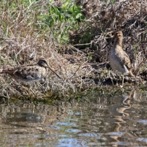 Gallinago hardwickii at Fyshwick, ACT - 21 Oct 2019 02:55 PM