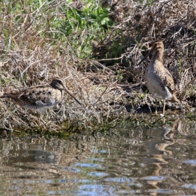 Gallinago hardwickii (Latham's Snipe) at Jerrabomberra Wetlands - 21 Oct 2019 by RodDeb