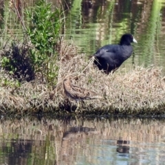 Gallinago hardwickii at Fyshwick, ACT - 21 Oct 2019